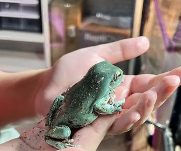 RAD Exotics Pets And Supplies