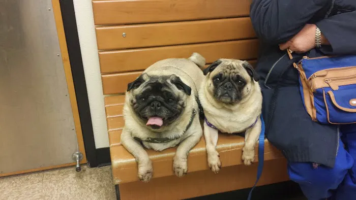 Banfield Pet Hospital 2