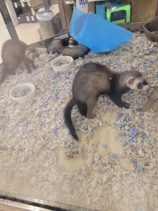 Petco 10