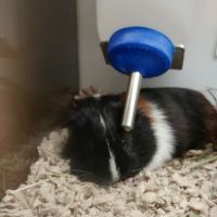 Petco ico