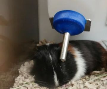 Petco