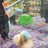Pet Supermarket ico