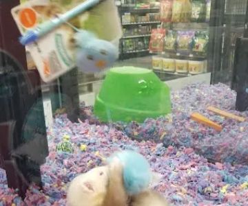 Pet Supermarket