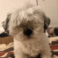 Fort Salonga Animal Hospital ico