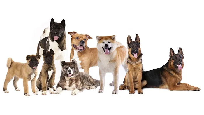 Fort Salonga Animal Hospital 9