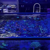 Fish Next Door and Co LLC ico