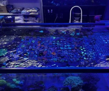 Fish Next Door and Co LLC