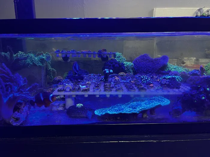 Fish Next Door and Co LLC 4