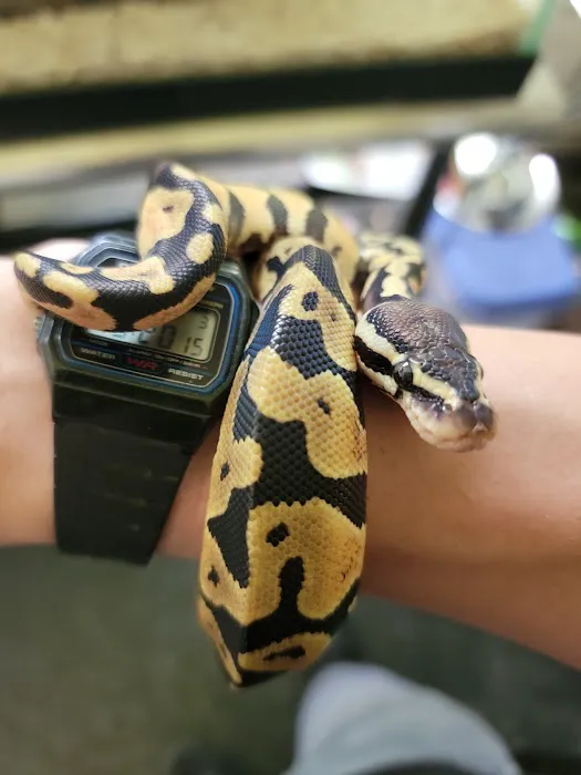 Chameleon Counters 4
