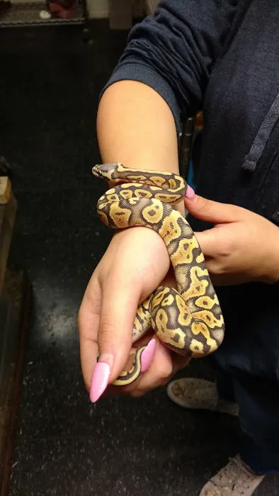 Chameleon Counters 9