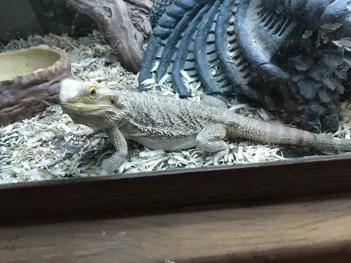 Chameleon Counters 3