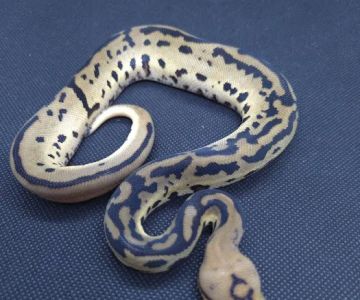 Chain Reaction Exotics