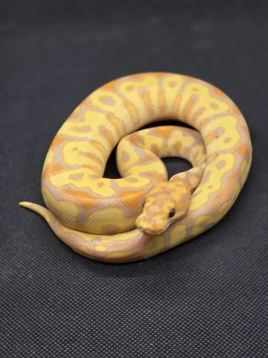 Chain Reaction Exotics 4
