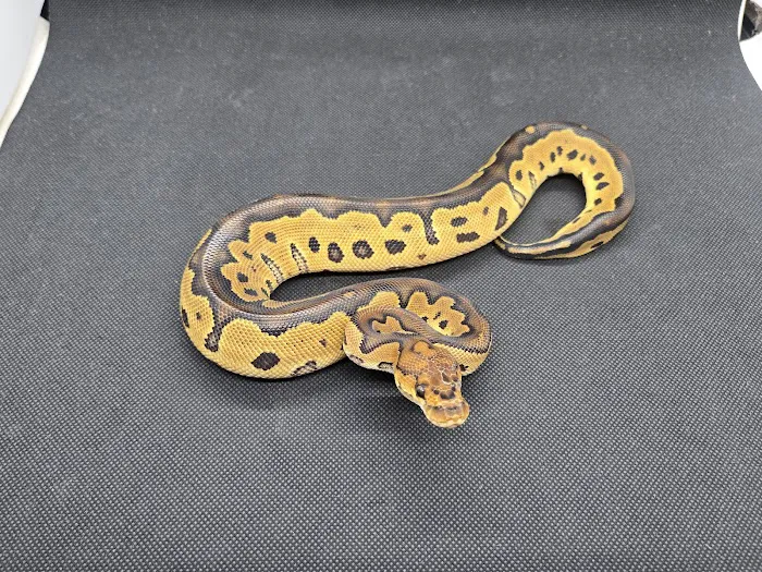 Chain Reaction Exotics 6