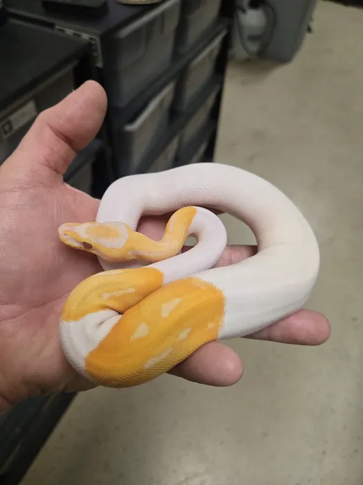 Chain Reaction Exotics 2