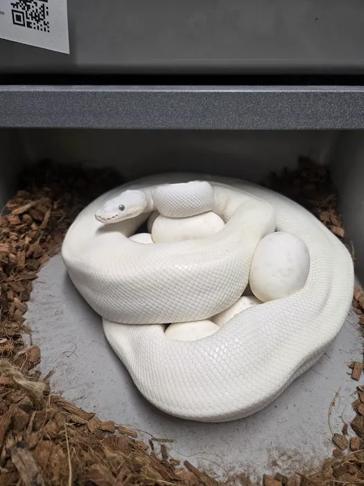 Chain Reaction Exotics 7