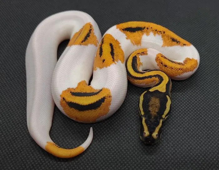 Chain Reaction Exotics 3