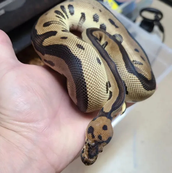 Chain Reaction Exotics 10