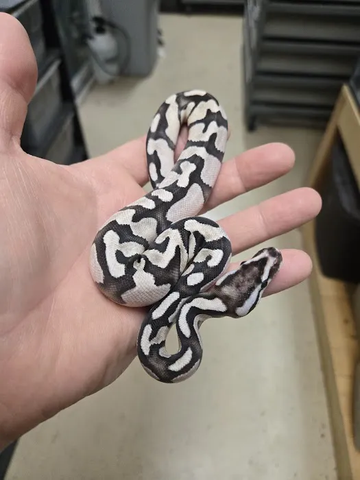 Chain Reaction Exotics 5