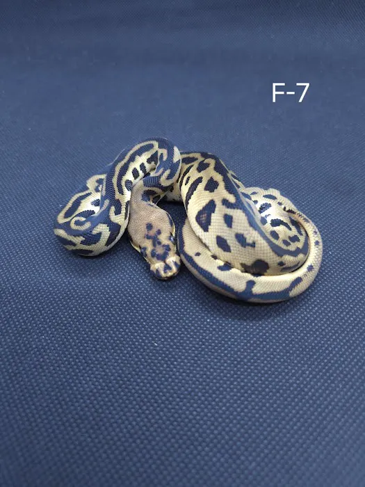 Chain Reaction Exotics 8