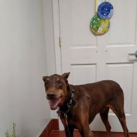 Essick Sally DVM ico