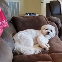 Appalachian Animal Hospital ico