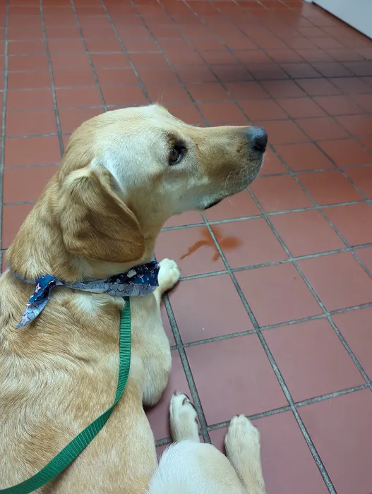 Appalachian Animal Hospital 12