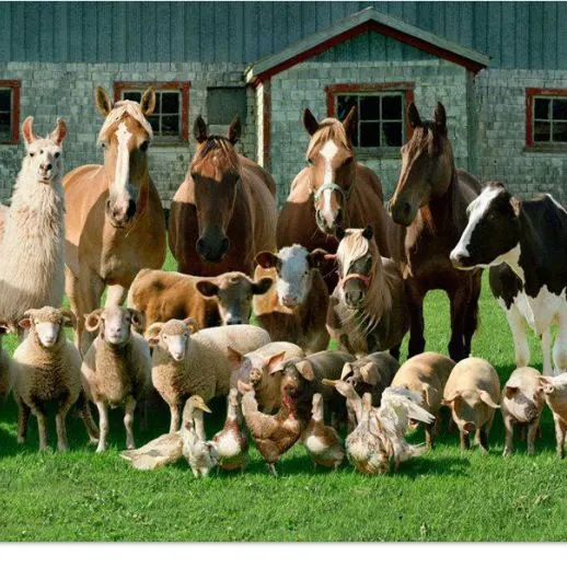 Mountain Empire Large Animal Hospital 12