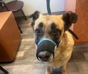 Boones Creek Animal Hospital