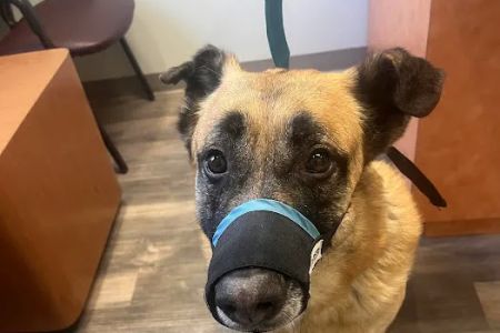 Boones Creek Animal Hospital