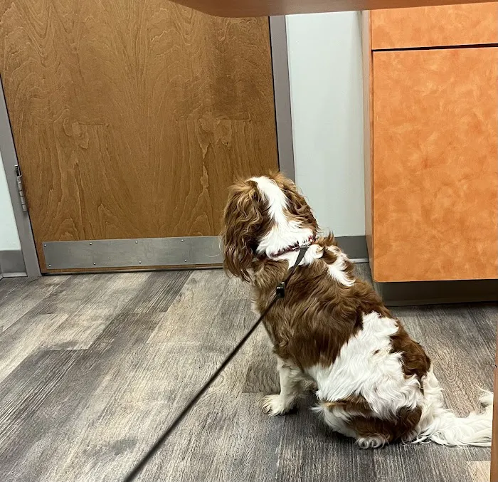 Boones Creek Animal Hospital 12