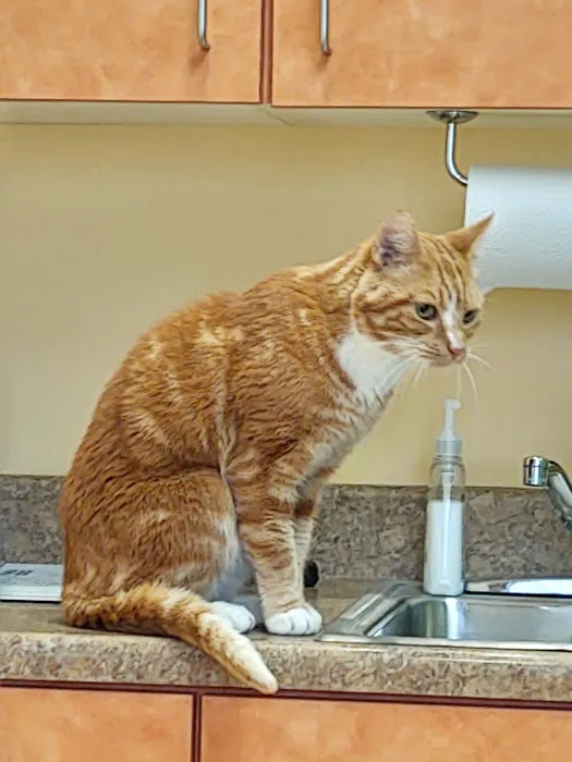 Boones Creek Animal Hospital 12