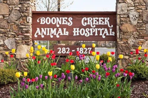 Boones Creek Animal Hospital 12