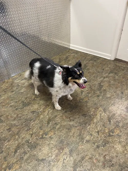 Town & Country Animal Hospital 5