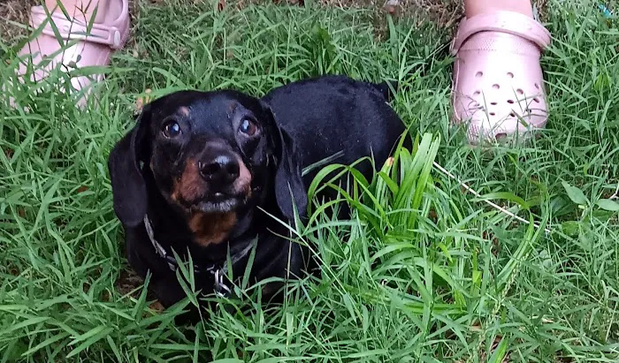 Town & Country Animal Hospital 4