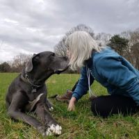 Town & Country Animal Hospital ico