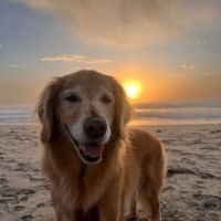 Aqua Animal Care Center ico