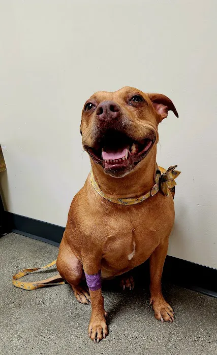 Vetco Total Care Animal Hospital 12