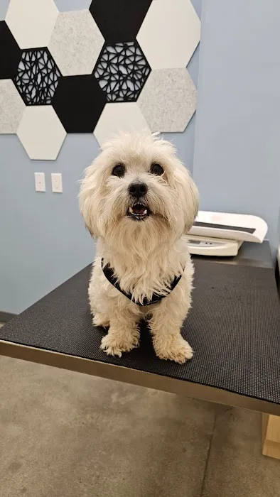 The Village Animal Hospital 12