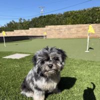 The Village Animal Hospital ico