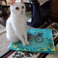 Ranch House Veterinary Services ico