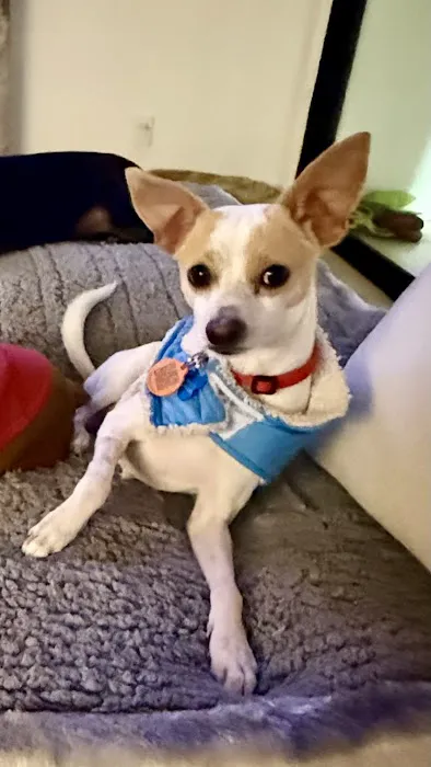 Surgipet - Surgery Center for Pets 12