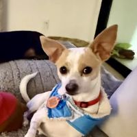 Surgipet - Surgery Center for Pets ico