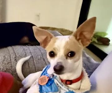 Surgipet - Surgery Center for Pets