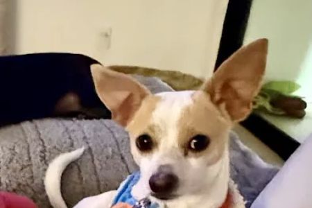 Surgipet - Surgery Center for Pets