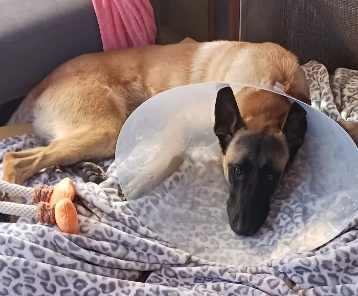 Surgipet - Surgery Center for Pets 12