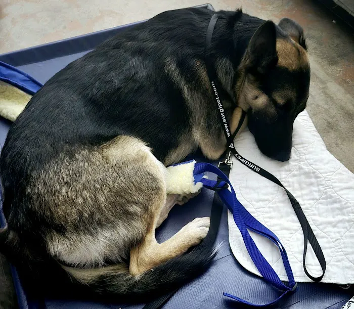 Surgipet - Surgery Center for Pets 12