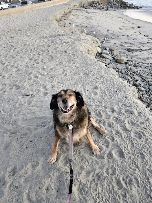 Carlsbad Animal Hospital 12