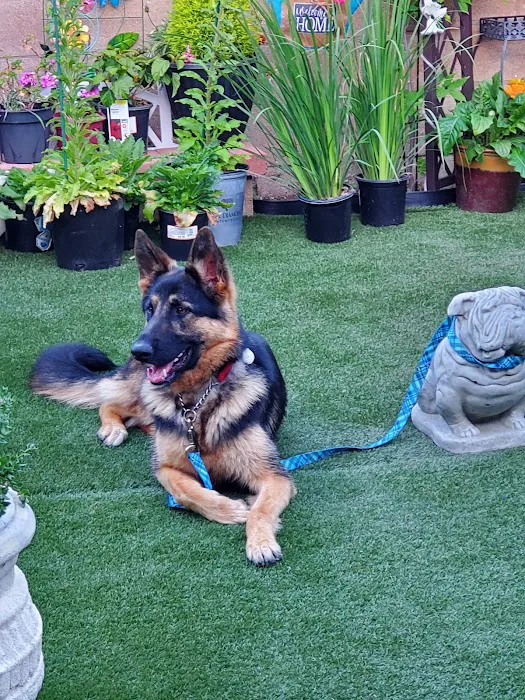 Surfside Animal Hospital 3