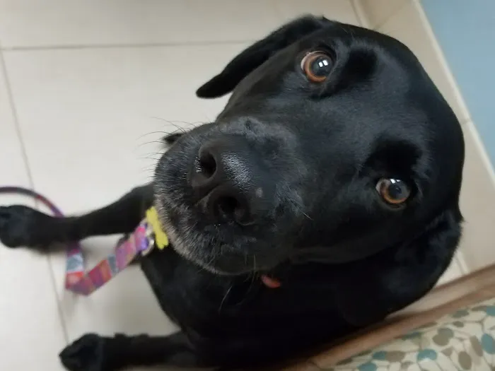 Surfside Animal Hospital 7